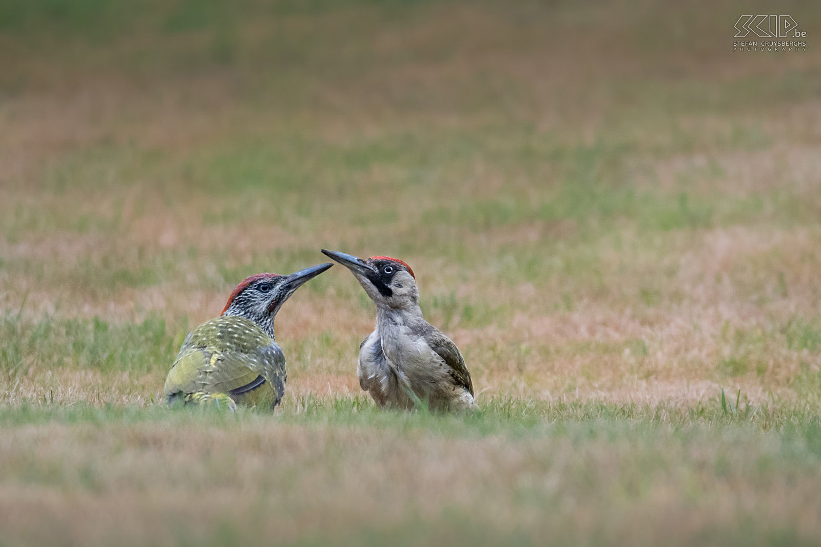 Green woodpeckers Juvenile green woodpecker and his mother (Picus viridis). This beautiful bird has a loud laugh and seeks its food (ants, worms, larvae, beetles, ...) mainly on the ground. Juveniles have a speckled plumage and the moustachial stripe (black=female, red=male) is less visible.  Stefan Cruysberghs